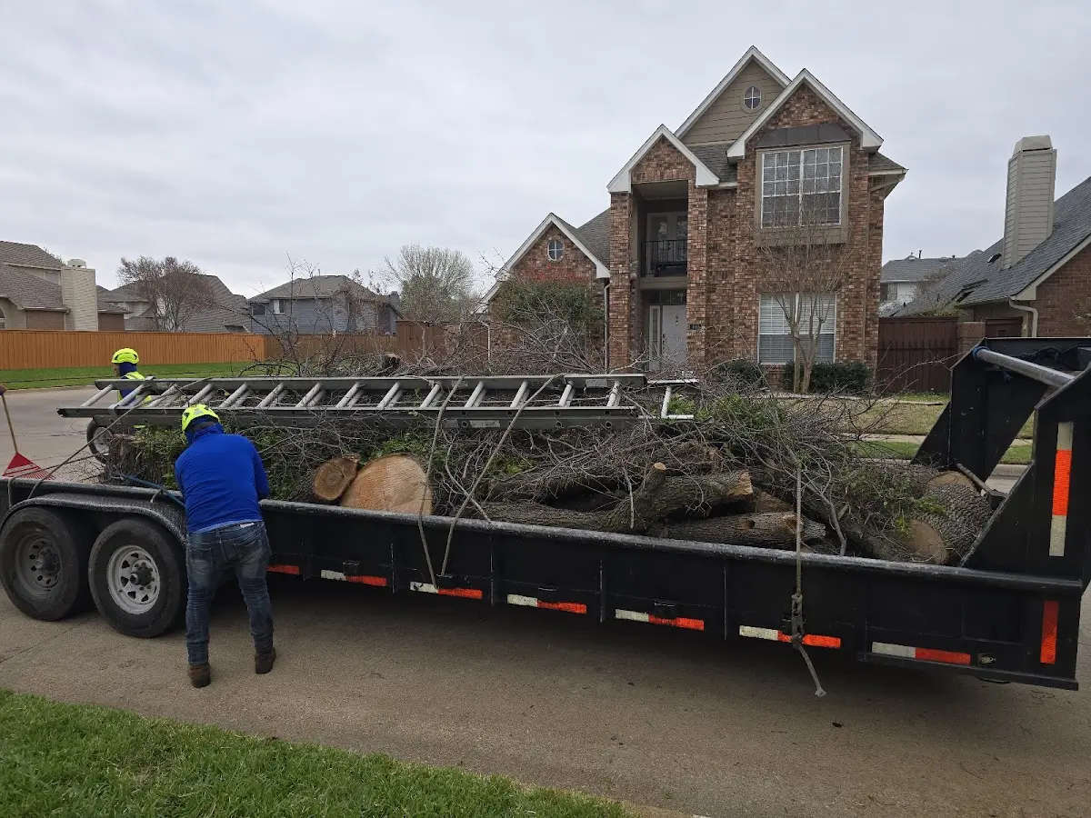 Expert Tree Pest Control with proper safety equipment in American Canyon